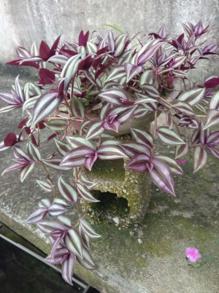 紫叶吊竹梅