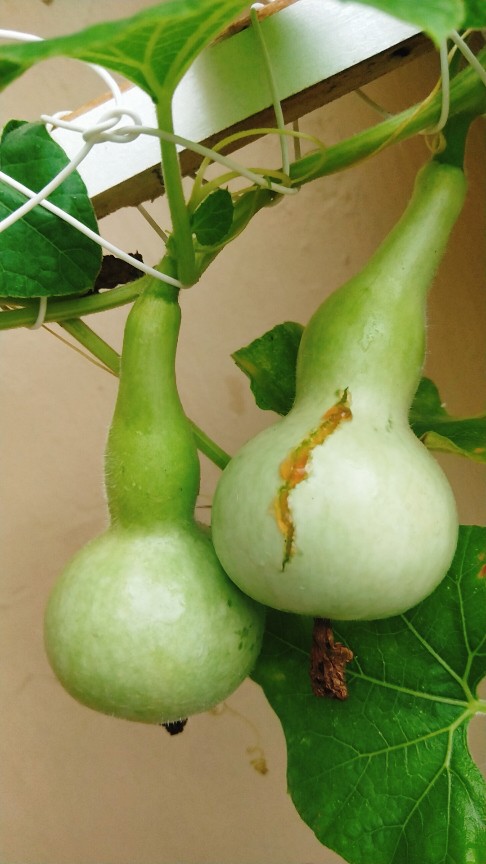 葫芦