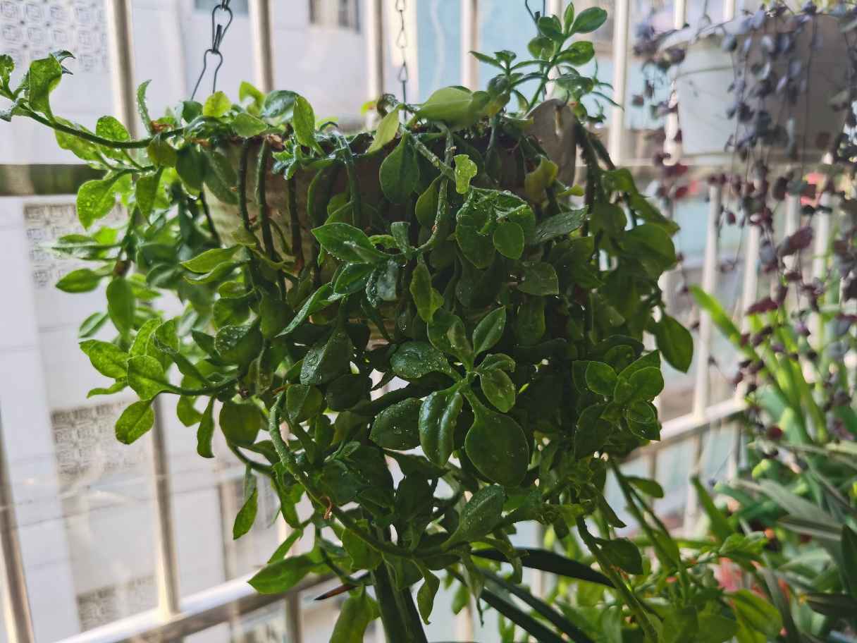 牡丹吊兰