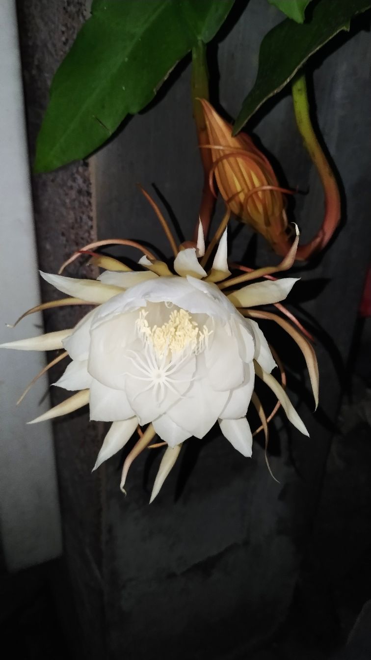 昙花