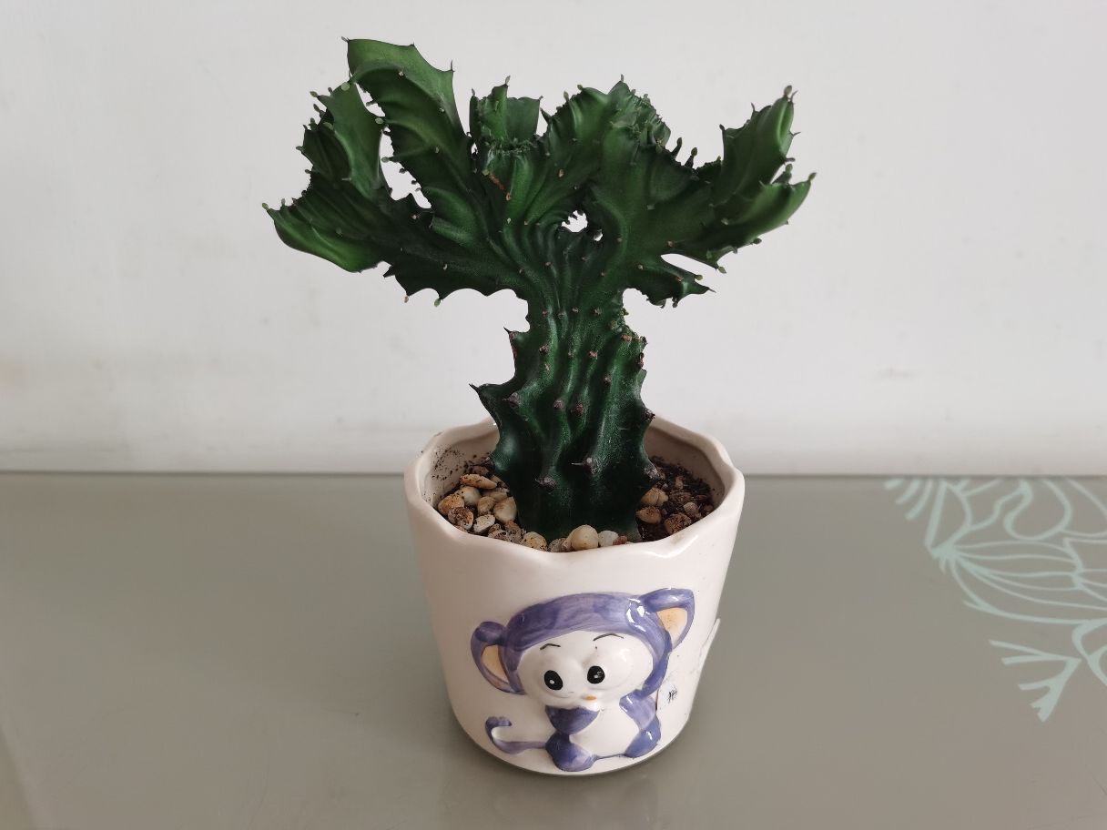 玉麒麟