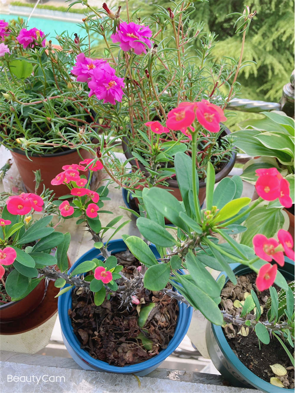 虎刺梅