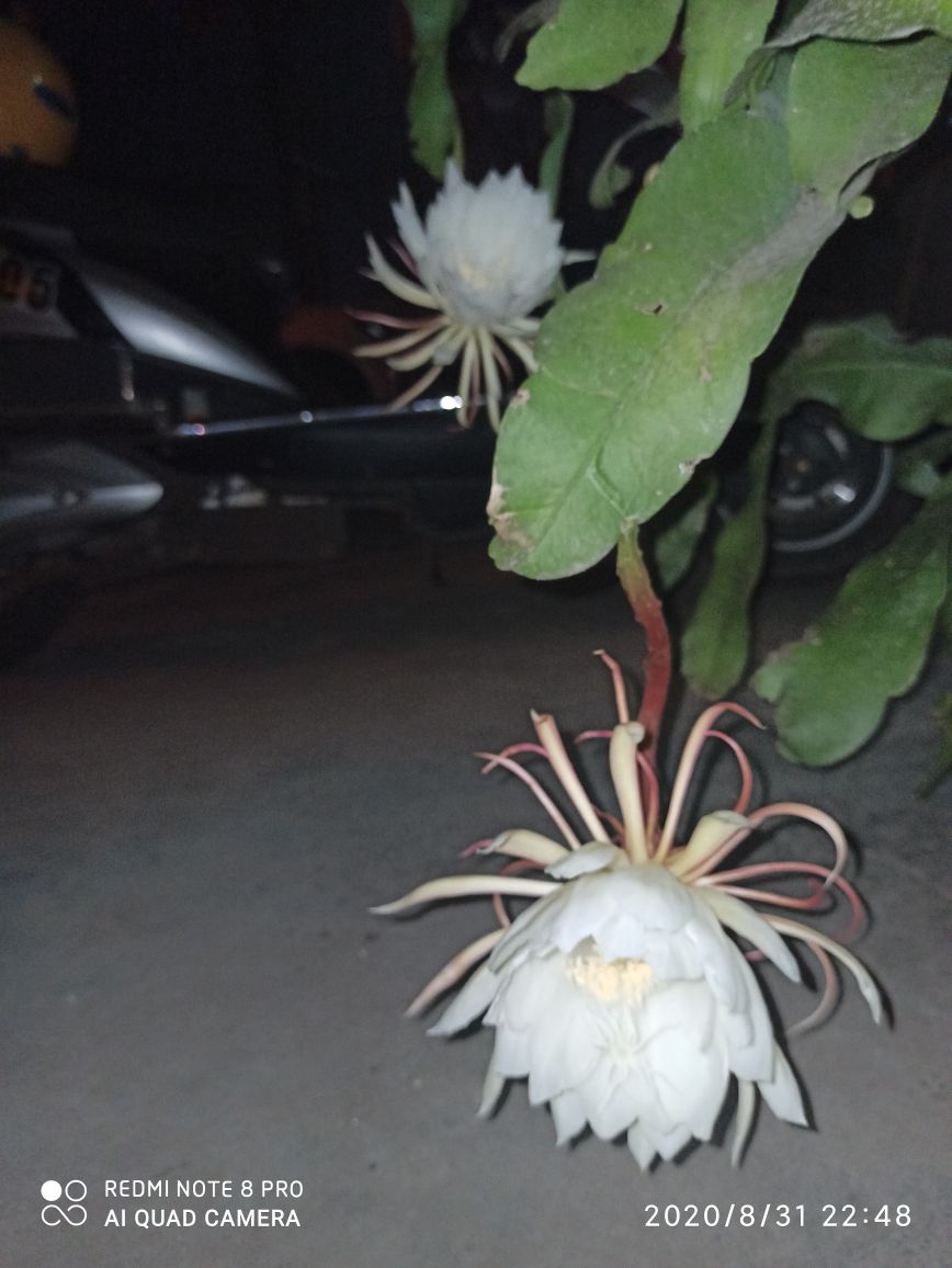 昙花图片