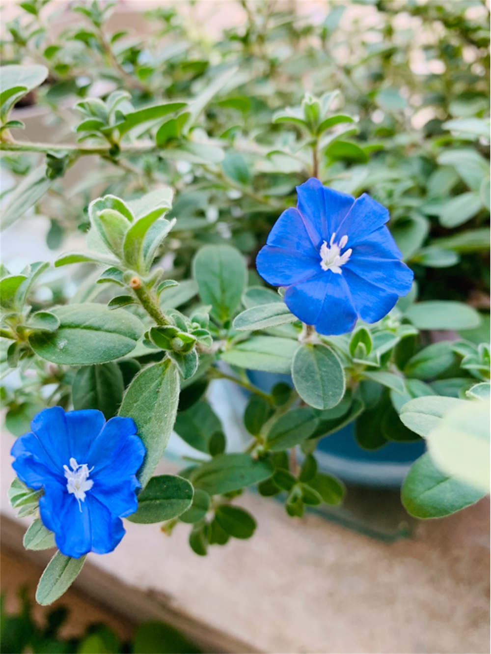 蓝星花