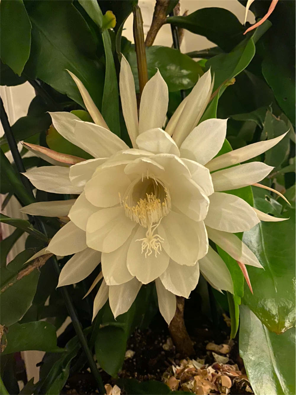 昙花，美艳不可方物