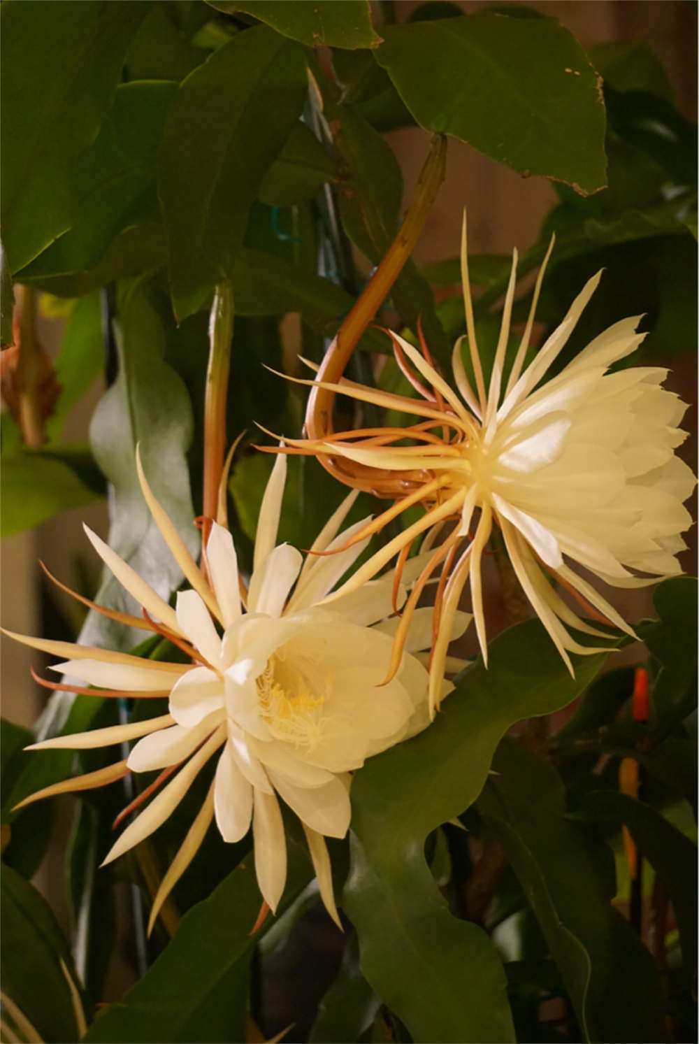 昙花