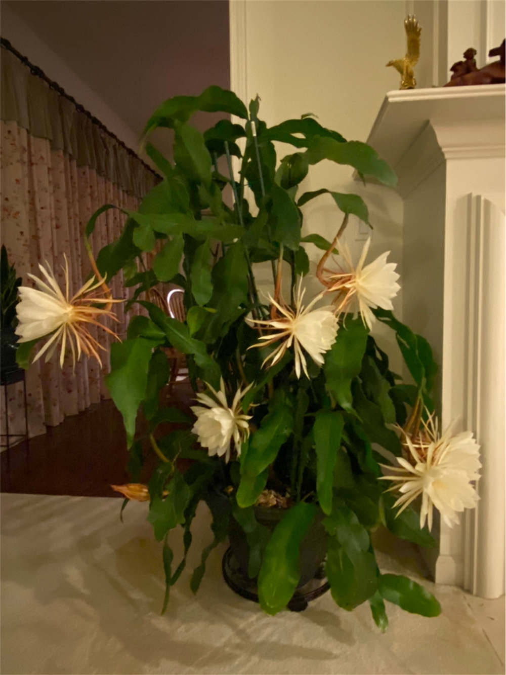 昙花一现