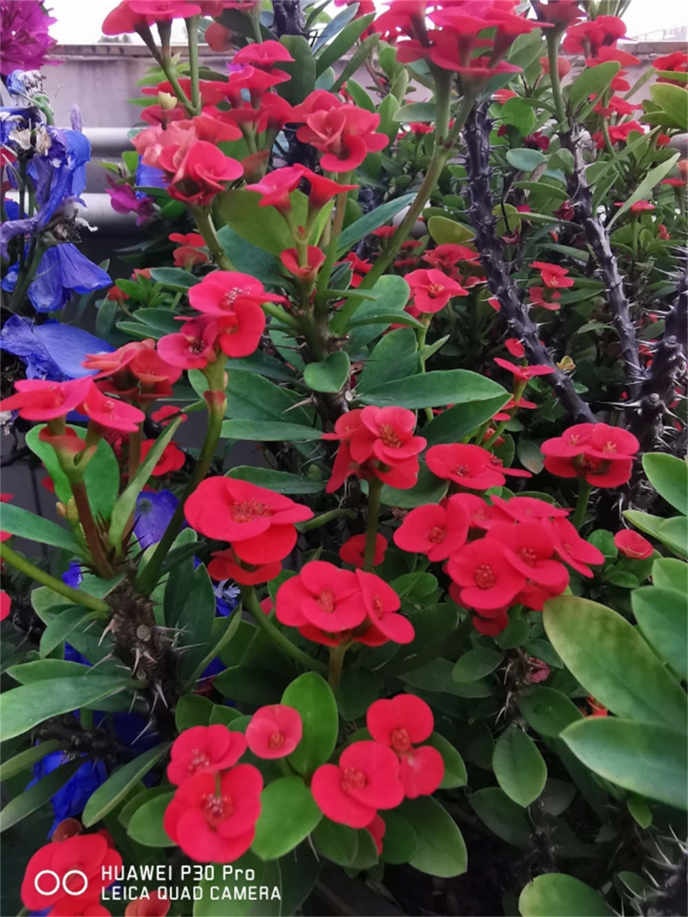 虎刺梅