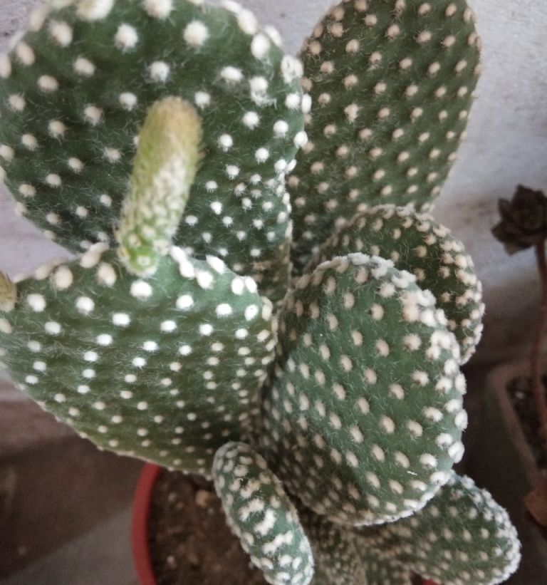 花卉