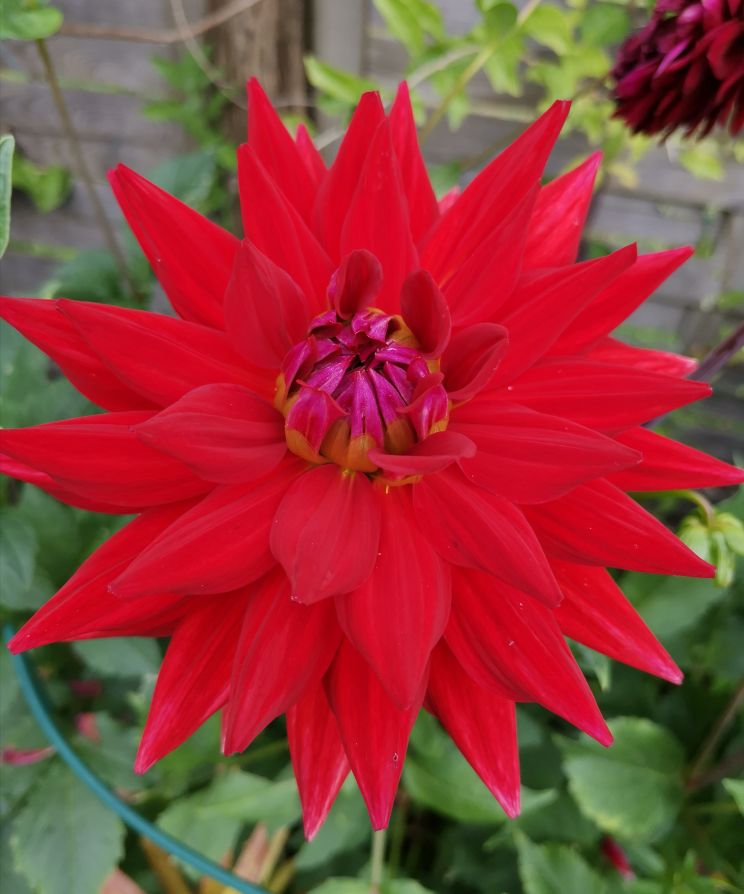 大丽花