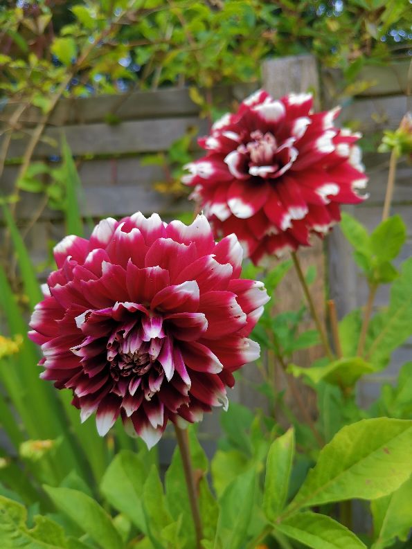 大丽花
