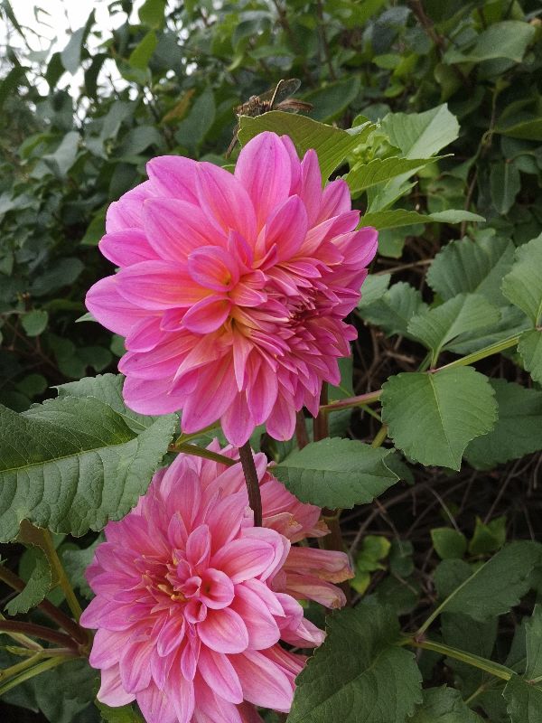 大丽花