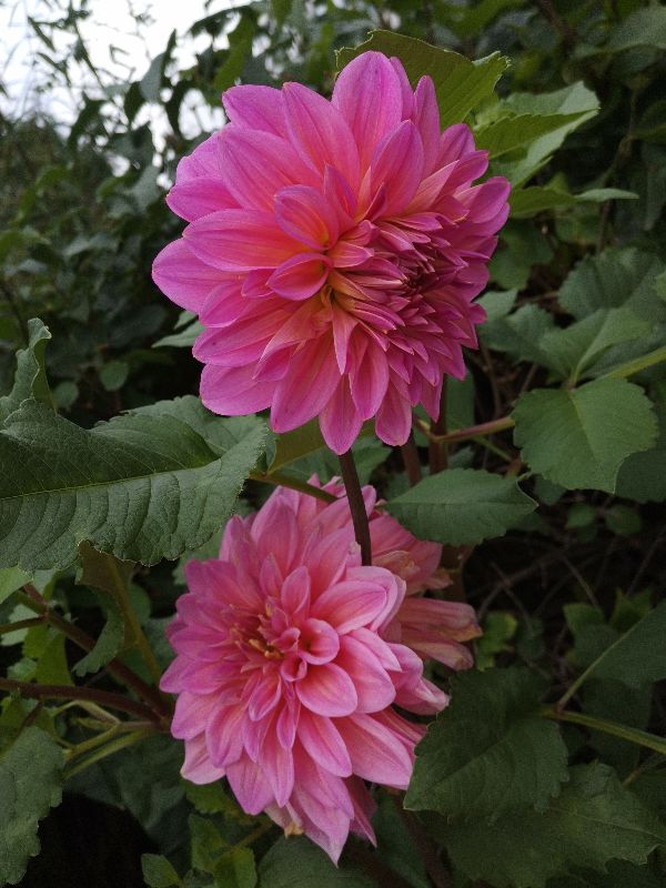 大丽花