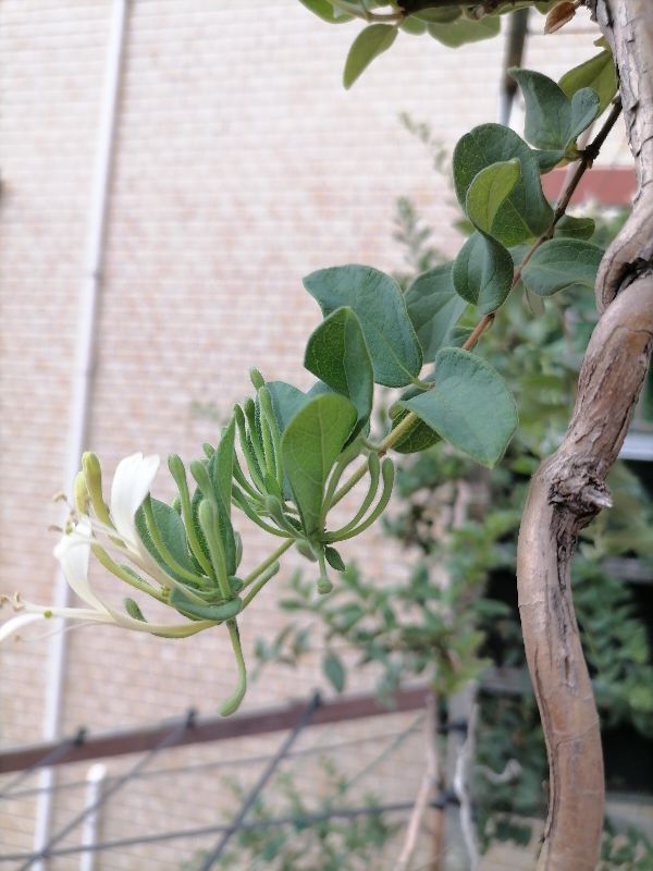 金银花