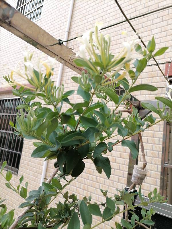 金银花