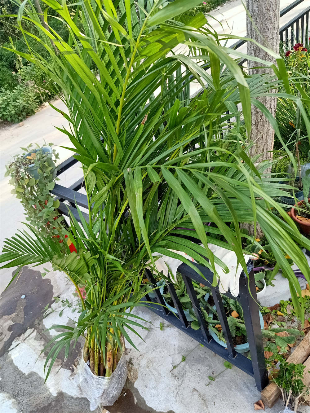 散尾竹