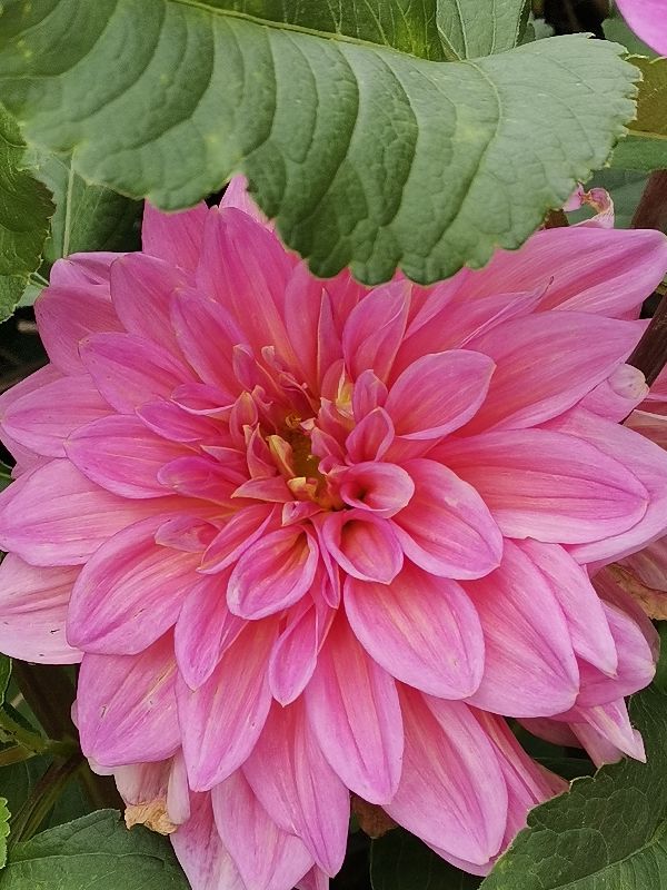 大丽花