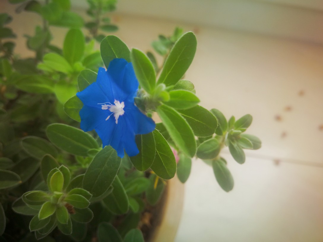 蓝星花