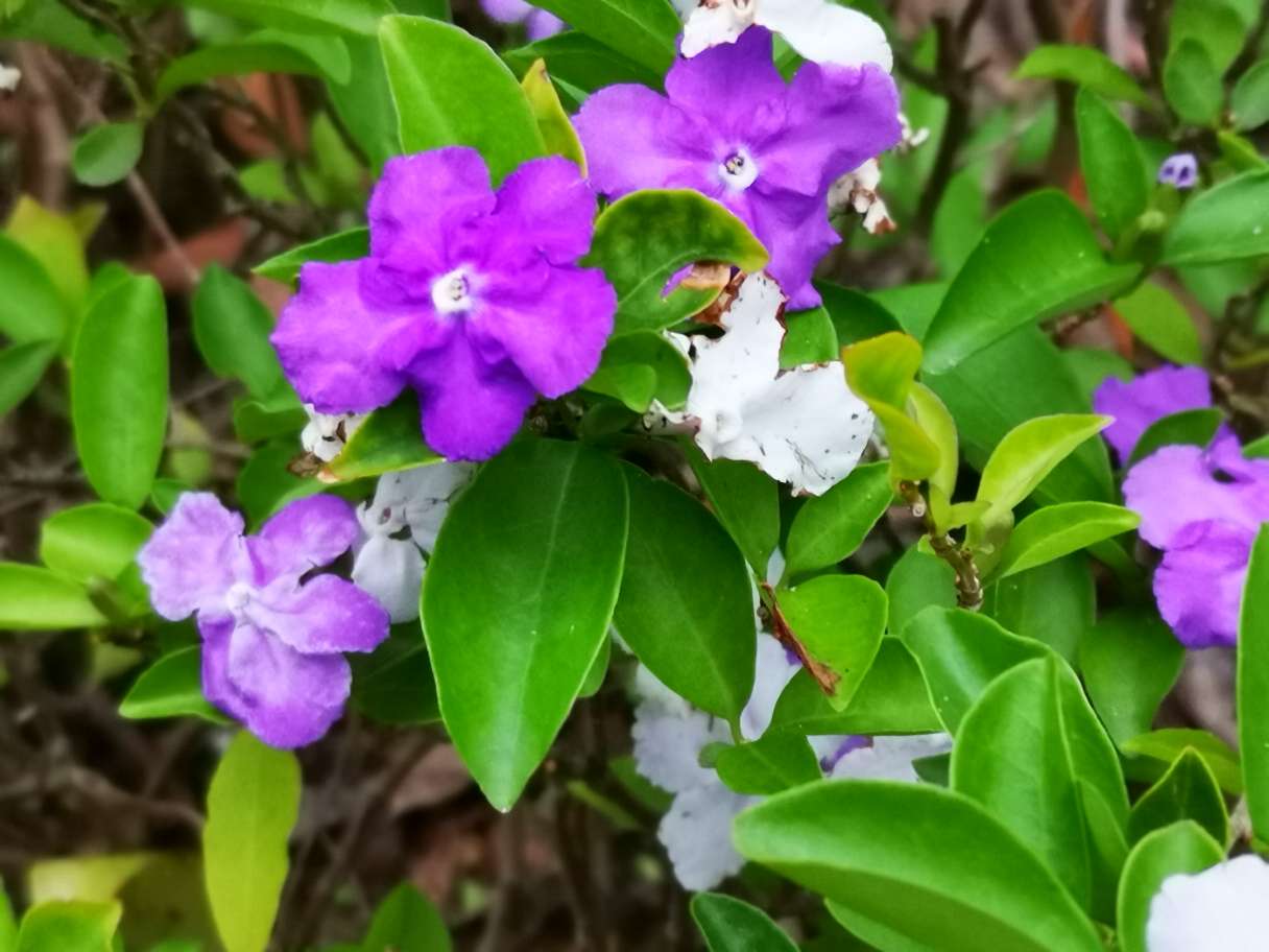 双色茉莉