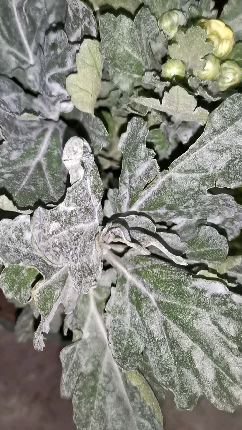 花卉