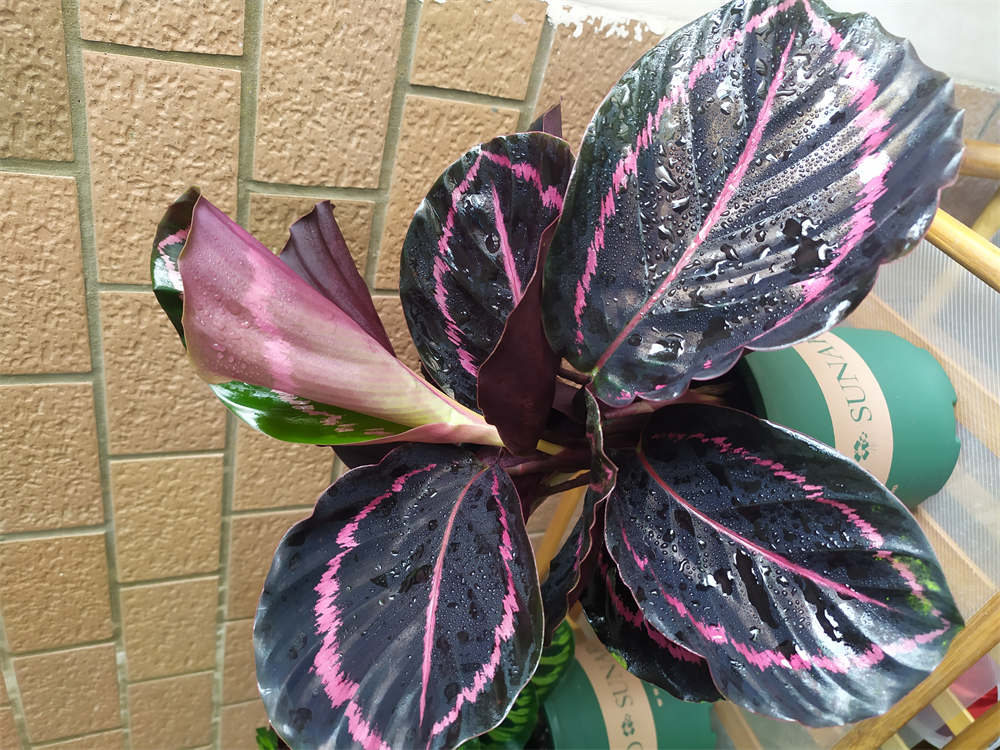 花卉