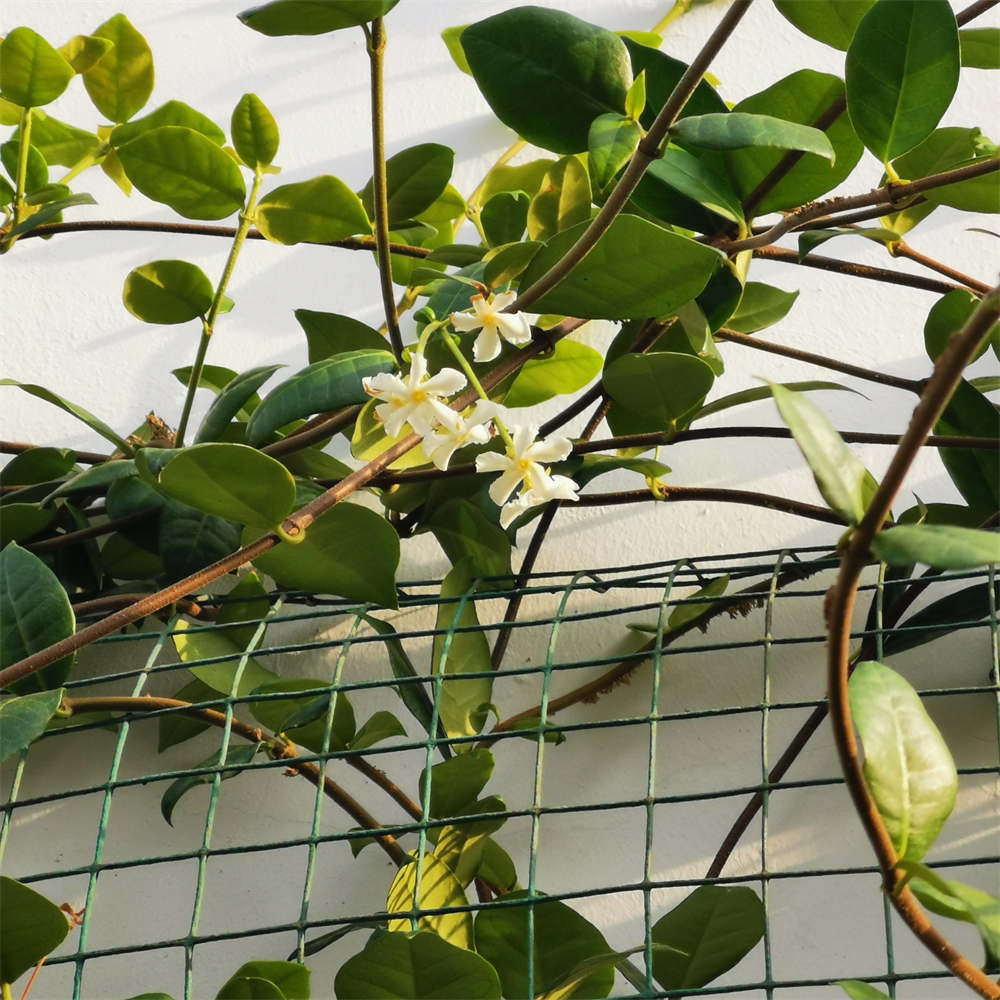 风车茉莉