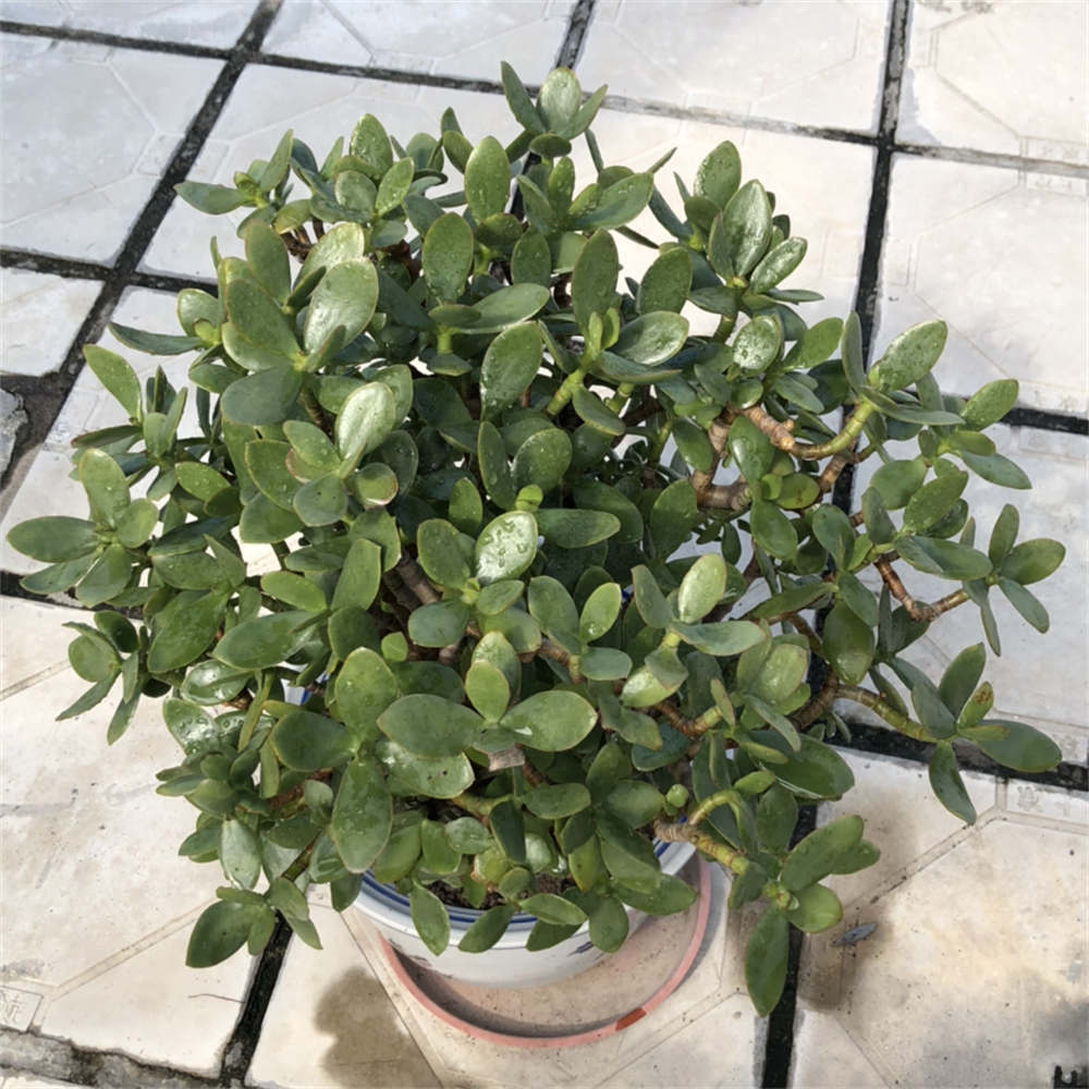 玉树