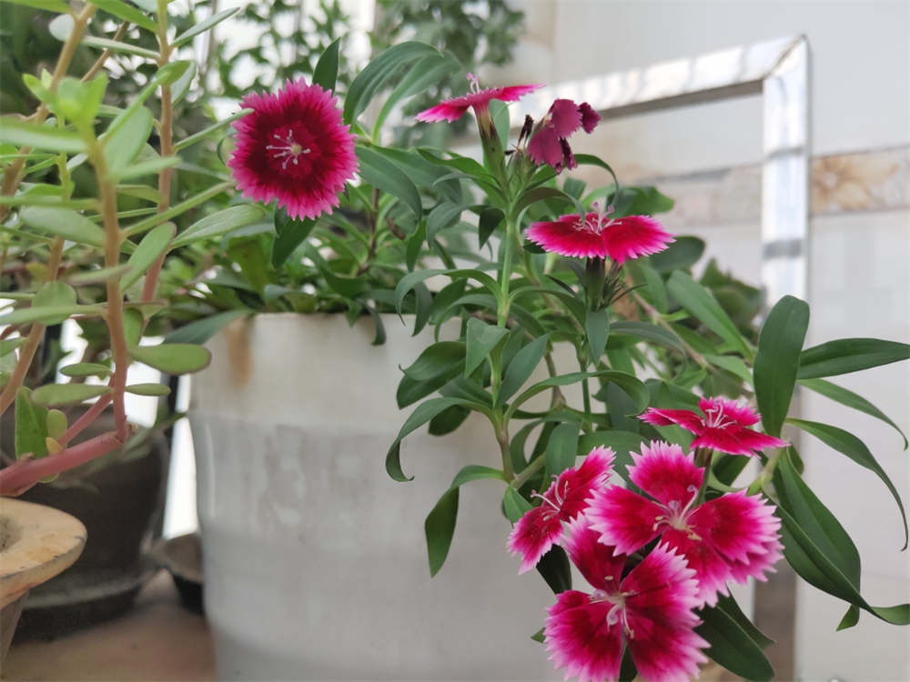 花卉