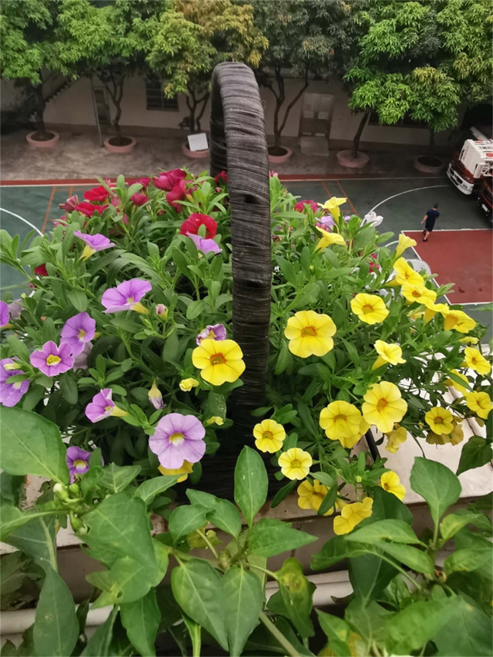 百万小铃