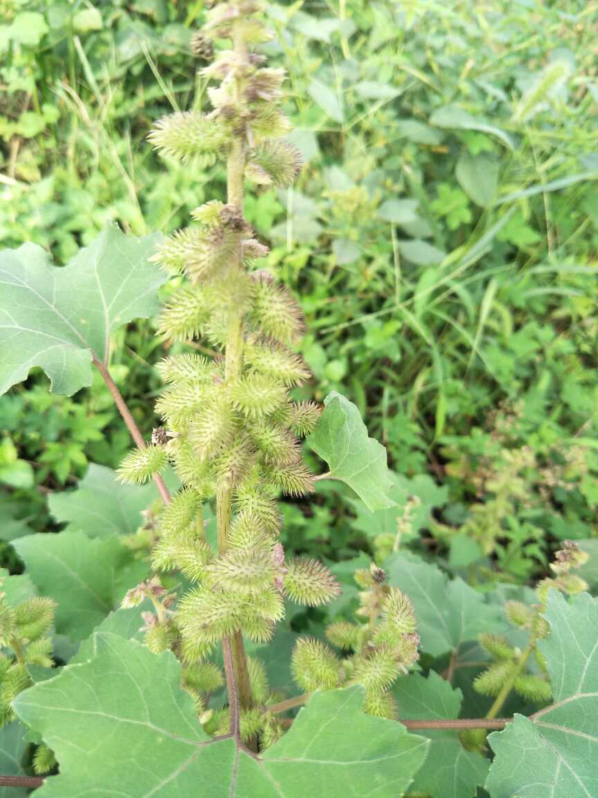 苍耳 苍耳