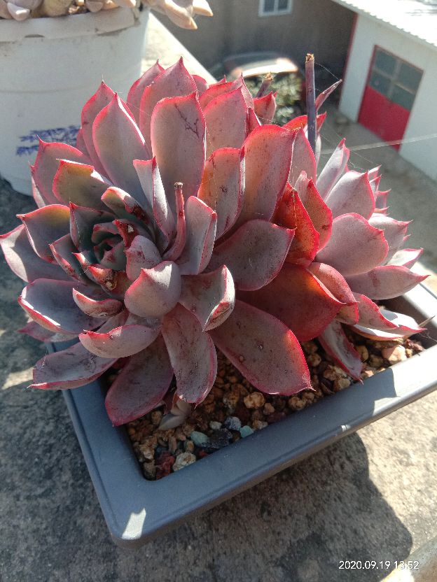 花卉