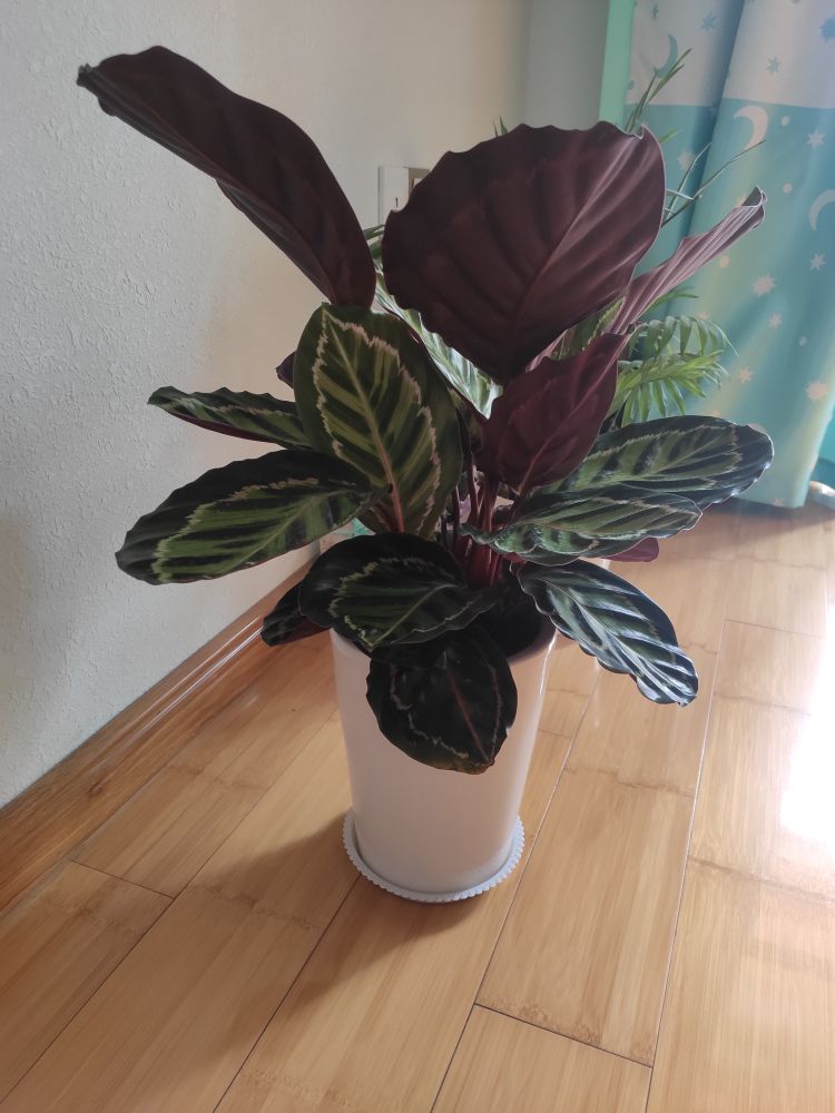 彩虹肖竹芋