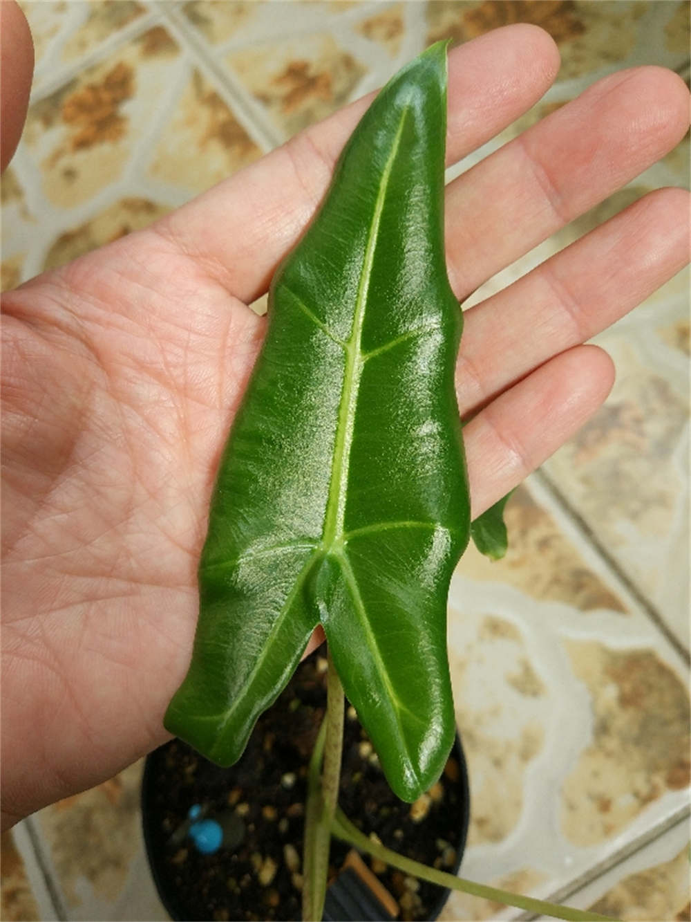 萨利安海芋