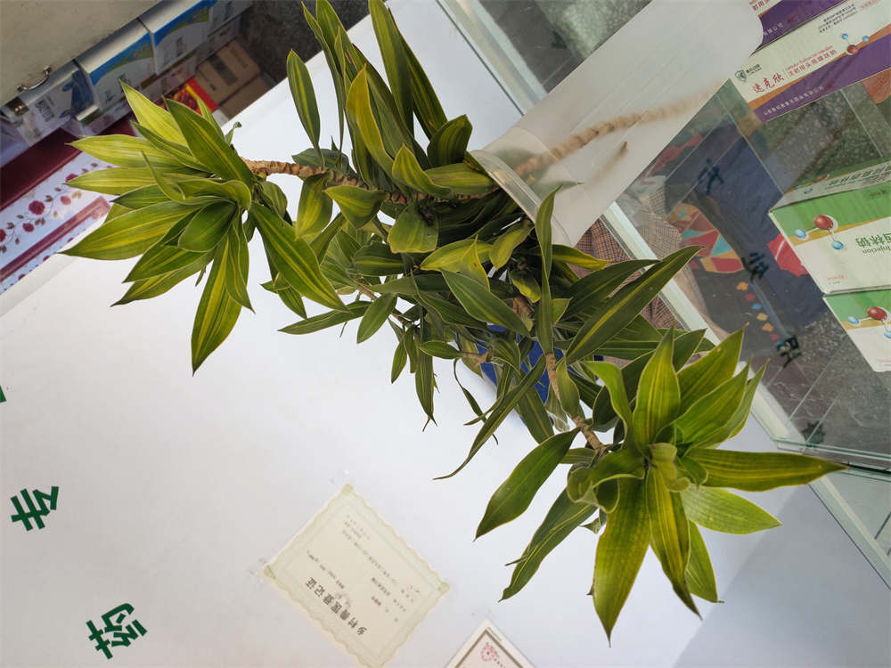 百合竹