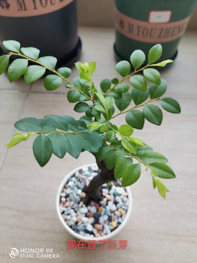 小叶紫檀