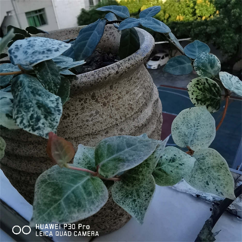 花叶络石