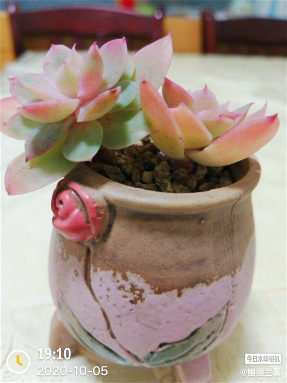 醉美人