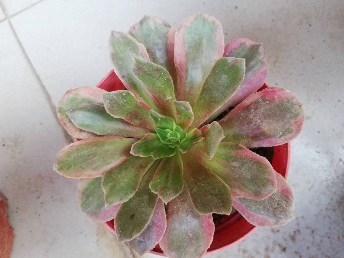 赤霞飞
