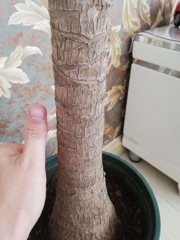 荷兰铁