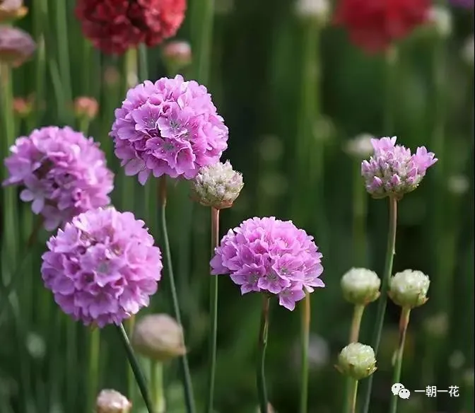花卉