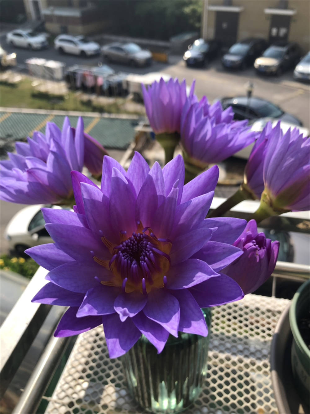 鲜花