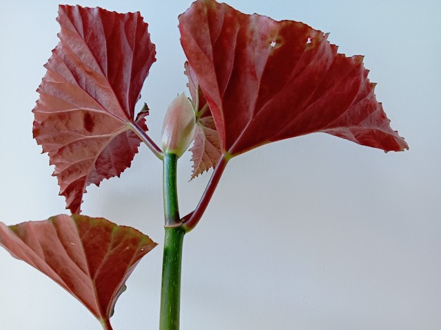 竹节海棠