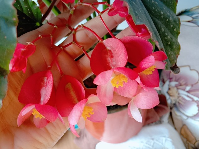 竹节海棠