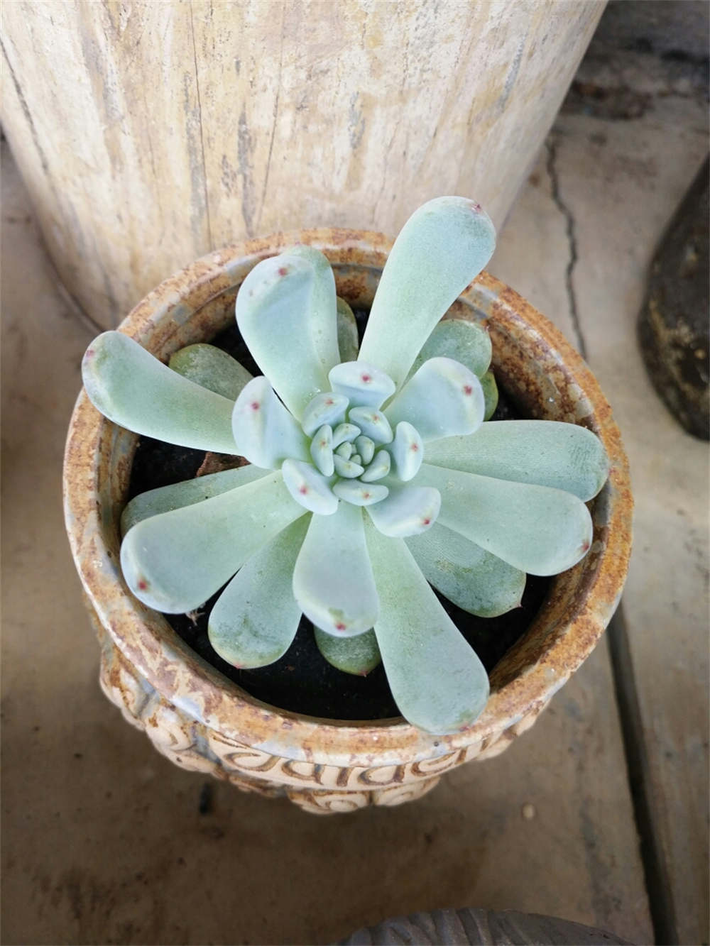 芙蓉雪莲