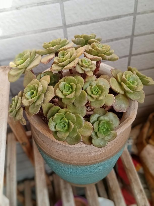 百合丽丽