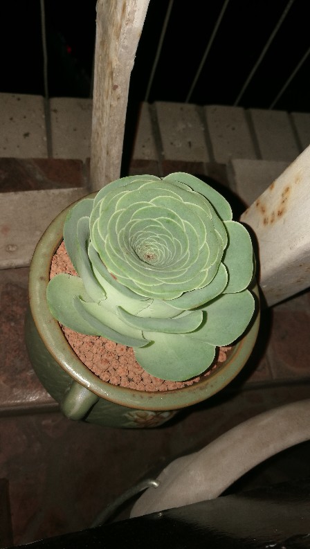 花卉