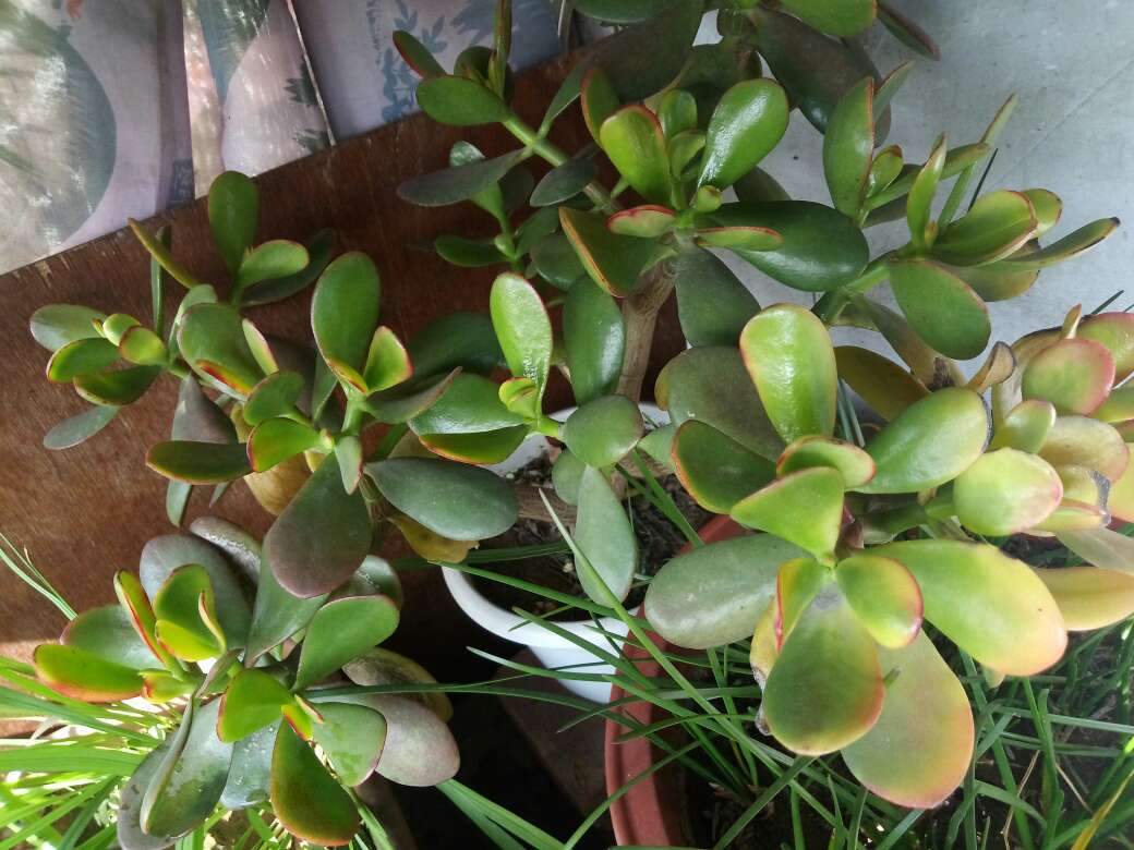 黄金花月