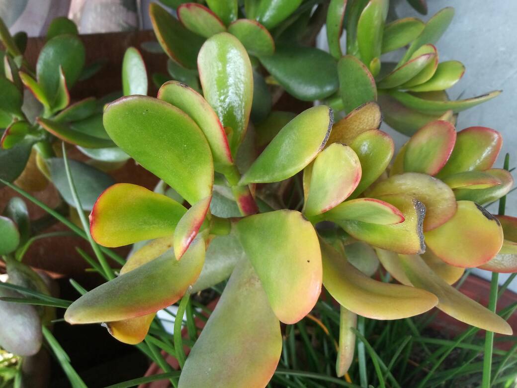 黄金花月