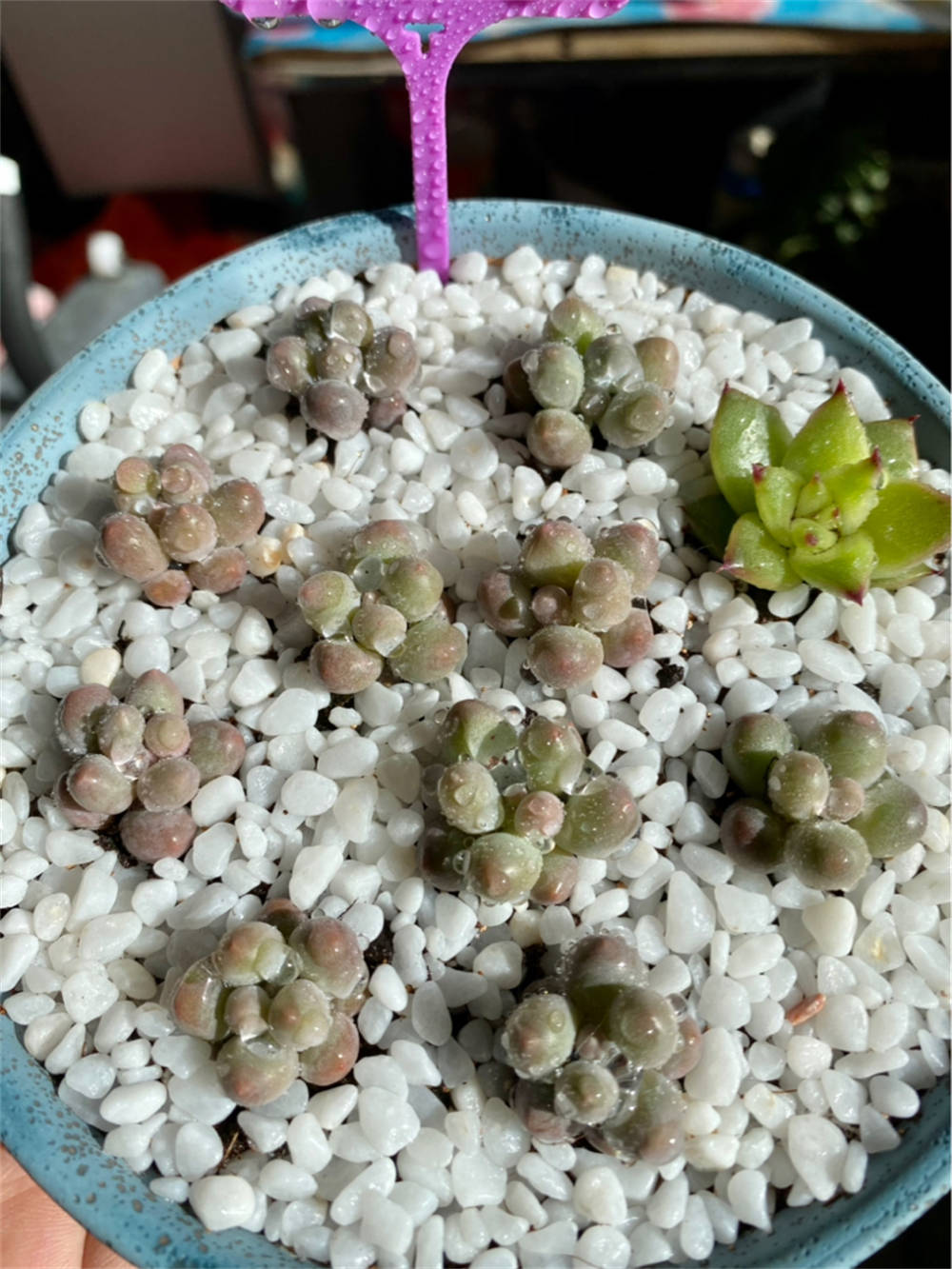 汤圆