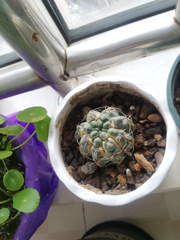 绯花玉